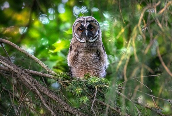 Facts Great Horned Owl